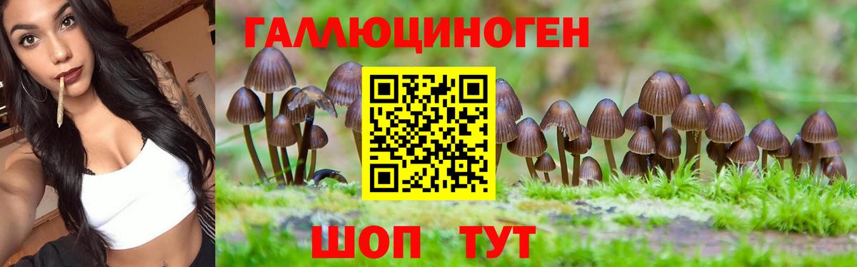 Псилоцибиновые грибы Cubensis Рославль